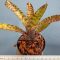 Neoregelia Zonata