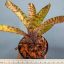 Neoregelia Zonata