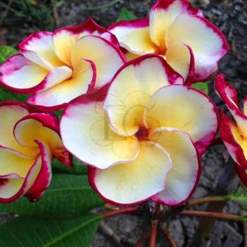 Plumeria rubra "Santa Gift" SK Plumeria rubra "Santa Gift" SK