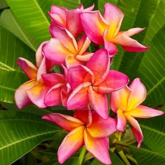 Plumeria rubra "Thai Metallica" 