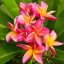 Plumeria rubra "Thai Metallica" 