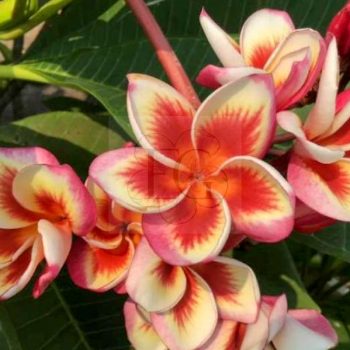 Plumeria rubra "Fireblast" (Kukait)
