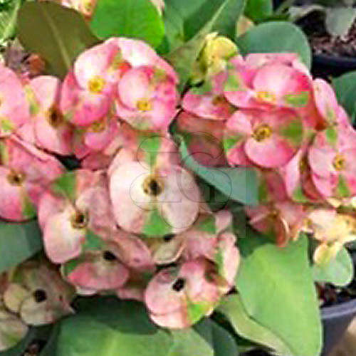 Euphorbia milii "Mee Suk" (86)