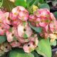 Euphorbia milii "Mee Suk" (86)
