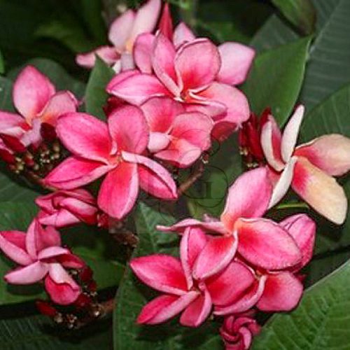 Plumeria rubra "Liverpool"