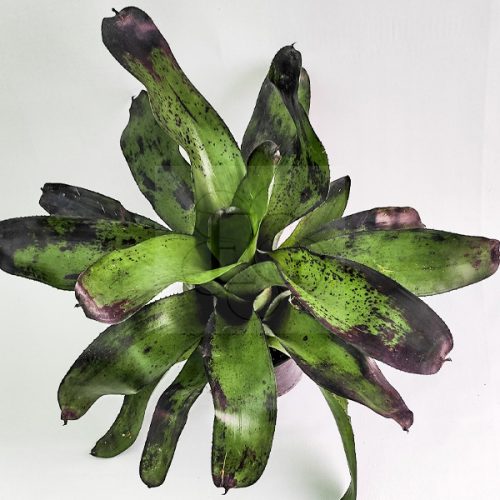 Neoregelia Pitch Black