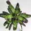 Neoregelia Pitch Black