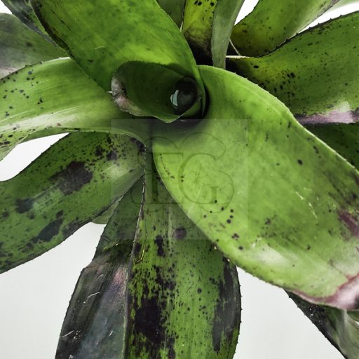 Neoregelia Pitch Black