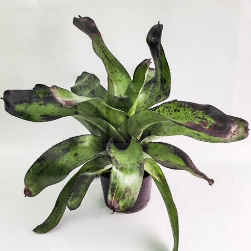 Neoregelia Pitch Black