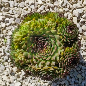 Sempervivum sp.X35/Nagy-Kövirózsa
