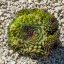 Sempervivum sp.X35/Nagy-Kövirózsa