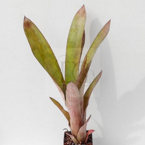 Aechmea Streptocolyx