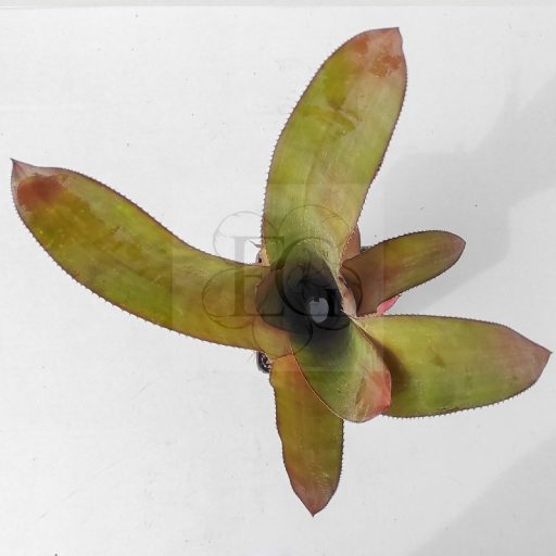 Aechmea Streptocolyx
