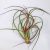 Tillandsia Ruby Red/L