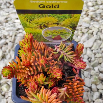 Sedum sediforme-Gold Sedum sediforme-Gold