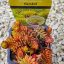 Sedum sediforme-Gold