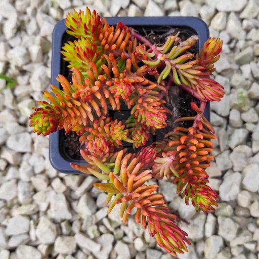 Sedum sediforme-Gold