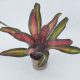 Neoregelia Kahara dawn