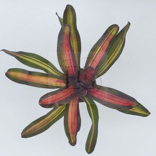 Neoregelia Kahara dawn