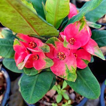 Euphorbia milii "Diamond Island" (84) Euphorbia milii "Diamond Island" (84)