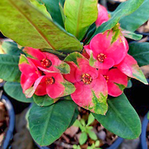 Euphorbia milii "Diamond Island" (84)