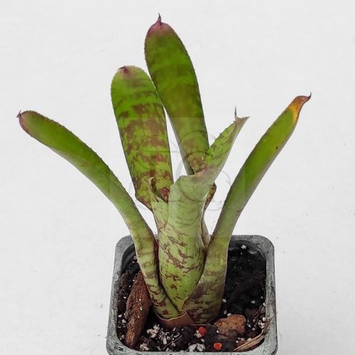 Neoregelia Bitzer 