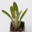 Neoregelia Bitzer 