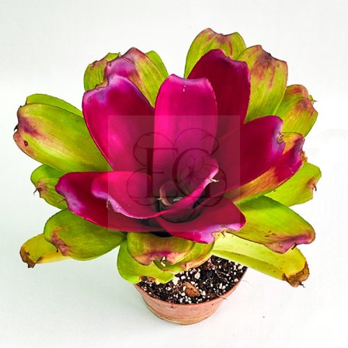 Neoregelia Passion X Shocking Pink