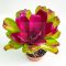 Neoregelia Passion X Shocking Pink