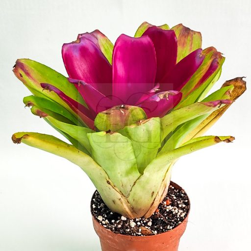 Neoregelia Passion X Shocking Pink