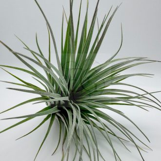 Tillandsia Houston/L