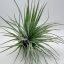 Tillandsia Houston/L