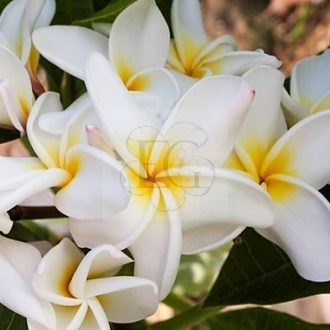 Plumeria rubra "Scentsational"