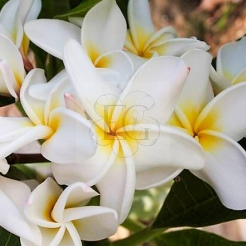 Plumeria rubra " Scentsational"