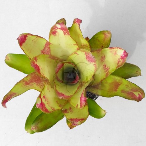 Neoregelia Marble Nikh