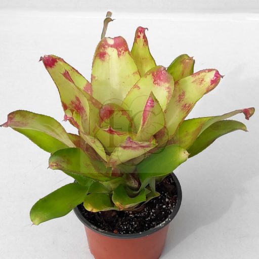 Neoregelia Marble Nikh