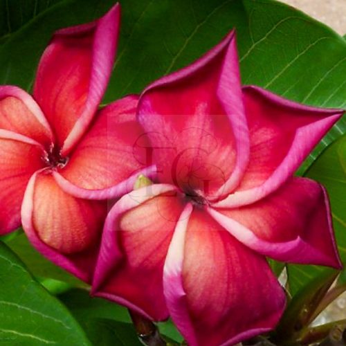 Plumeria rubra "Aladdin" JJ