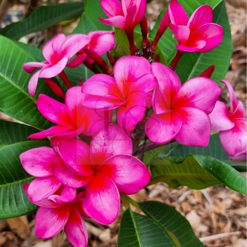 Plumeria rubra "Christina" JJ