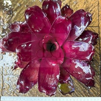 Neoregelia Purple Dark