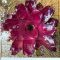 Neoregelia Purple Dark