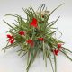 Tillandsia Albertiana Pulk Kork XL