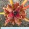 Neoregelia Hybrid (dot)