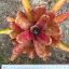Neoregelia Hybrid (dot)