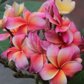 Plumeria rubra "Cabaret" JJ