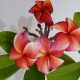 Plumeria rubra "Cabaret"