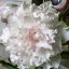 Adenium obesum "Long Nu" (193)
