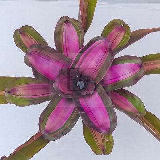 Neoregelia Pocas Hojas 