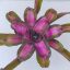 Neoregelia Pocas Hojas 