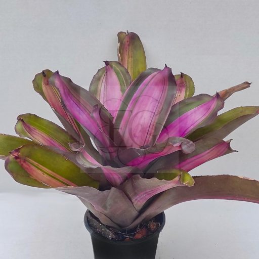 Neoregelia Pocas Hojas 