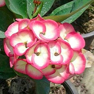 Euphorbia milii "Moonlight Grace" (97)